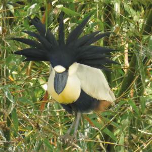 Arapapá / Cochlearius cochlearius Autor: Wagner Loureiro