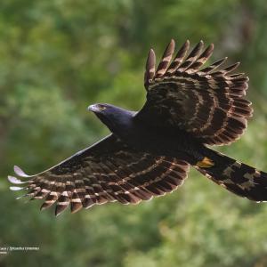 Gavião-pega-macaco / Spizaetus tyrannus Autor: Jorge Lucas Moreira