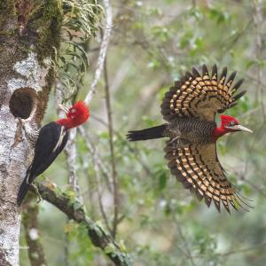 Pica-pau-rei / Campephilus robustus Autor: Luiz Ribenboim
