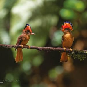 Maria-leque-do-sudeste / Onychorhynchus swainsoni Autor: Jorge Lucas Moreira
