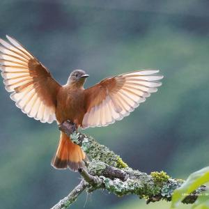 Gibão-de-couro / Hirundinea ferruginea Autora: Arlete Ribeiro