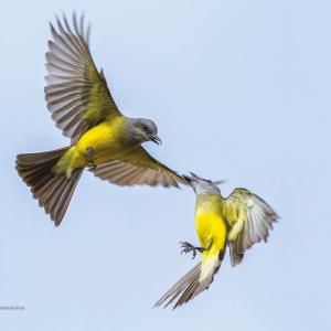 Suiriri /Tyrannus melancholicus Autor: Thomaz Tozzi