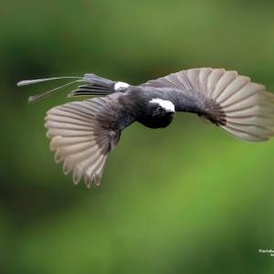 Viuvinha / Colonia colonus Autor: Roberto Torrubia