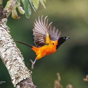 Corrupião / Icterus Jamacaii Autor: Jorge Lucas Moreira