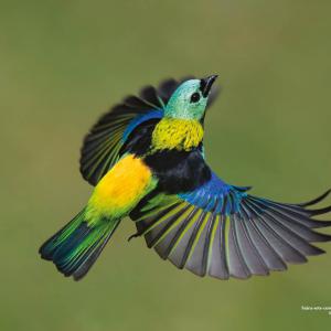 Saíra-sete-cores / Tangara seledon Autora: Karoline Zamluti