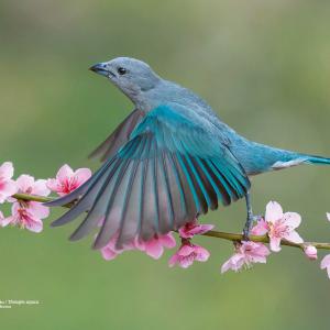 Sanhaço-cinzento / Thraupis sayaca Autor: Jorge Lucas Moreira