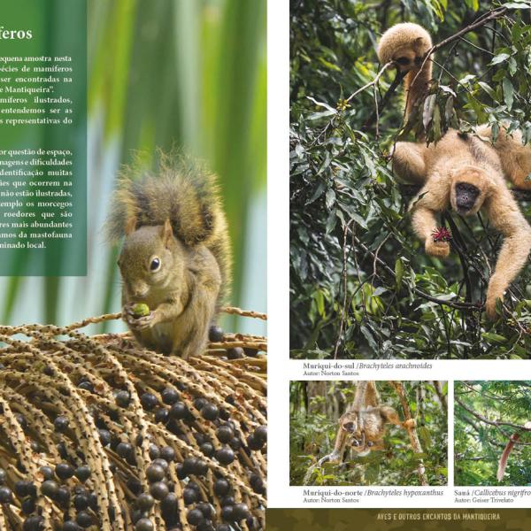 Mamiferos da Mantiqueira 